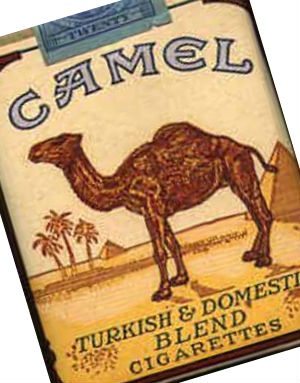 camel