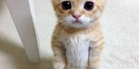 Meme on the difference between SEO content writing and normal content writing in Mumbai