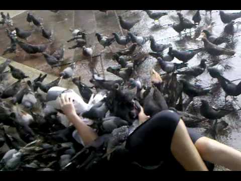 Attacked by pigeons